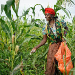 Fertilizer & Soil Health in Africa – Research & Policy Conference