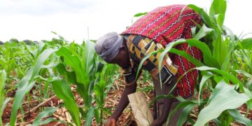 Reimagining Fertilizer Subsidies: Building Sustainable and Inclusive Models for Kenya’s Agricultural Future