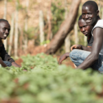 The Future of Youth Jobs in Agrifood Systems in Africa