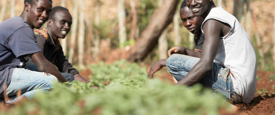 The Future of Youth Jobs in Agrifood Systems in Africa